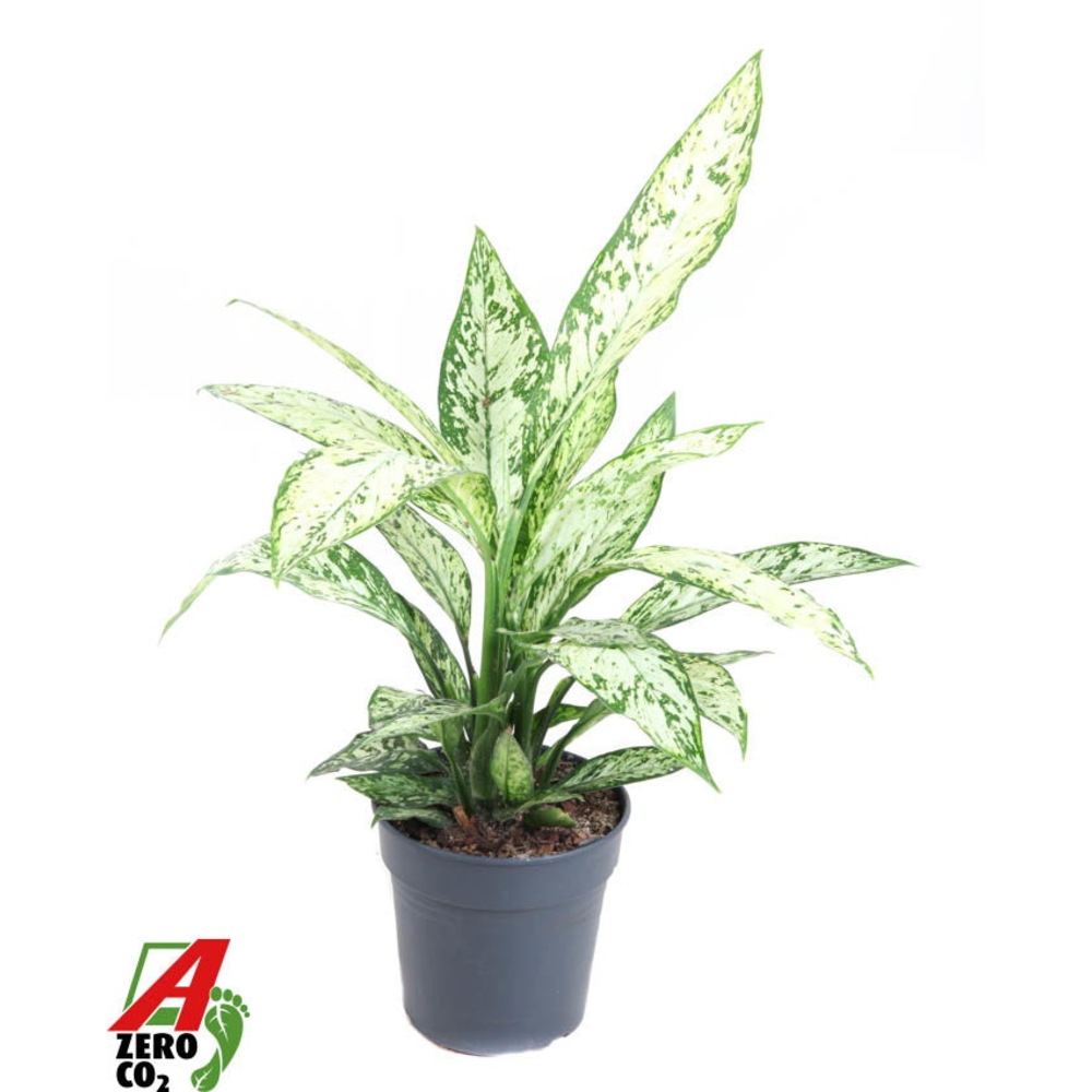 Dieffenbachia Vesuvius P19.
