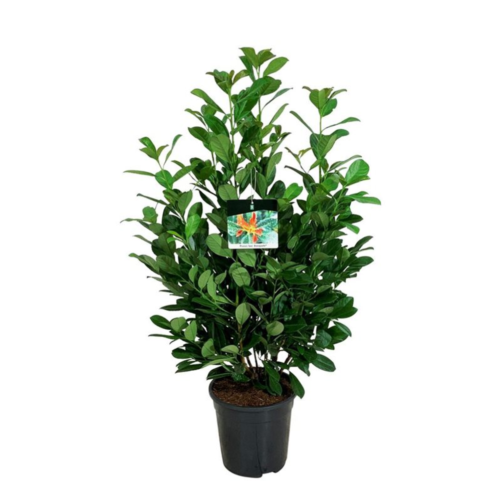 Prunus laur. 'Bonaparte' PBR.