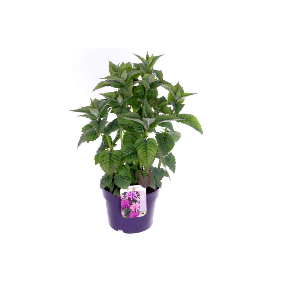Monarda didyma Melua Violet.