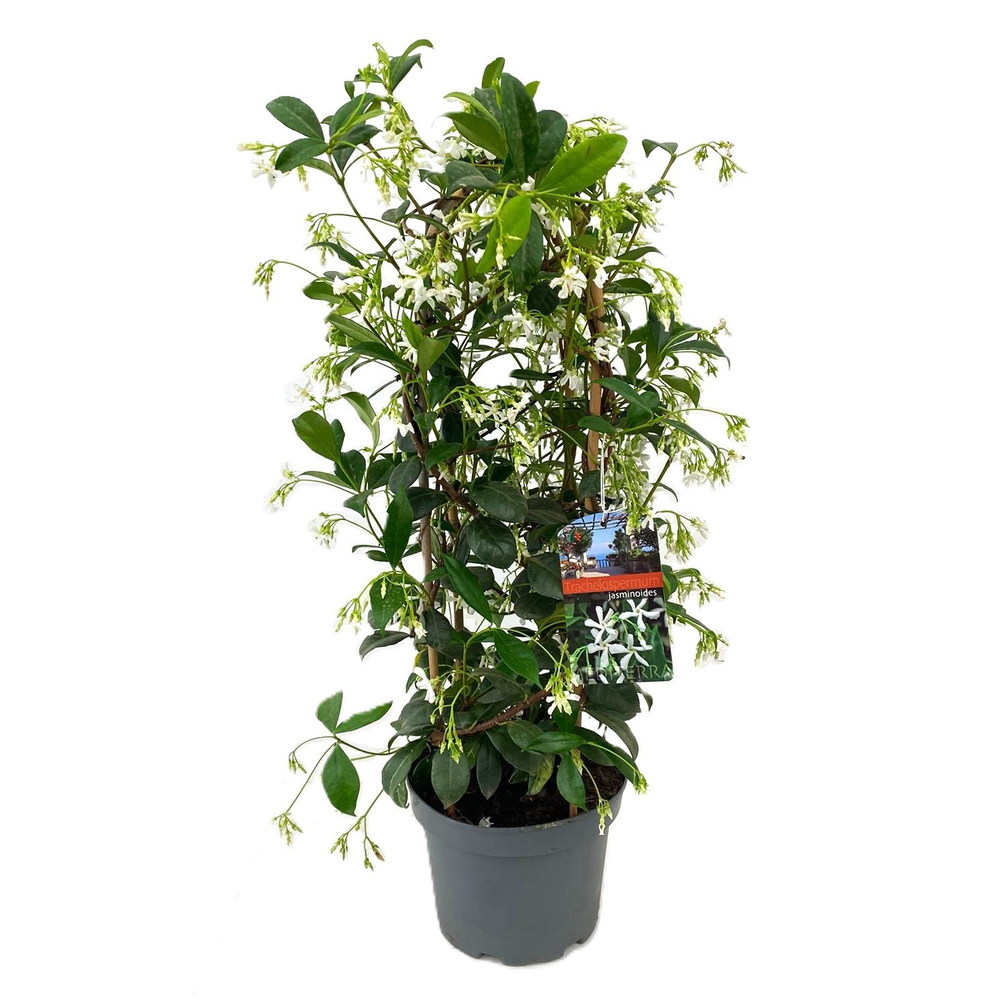 Trachelospermum jasminoides.