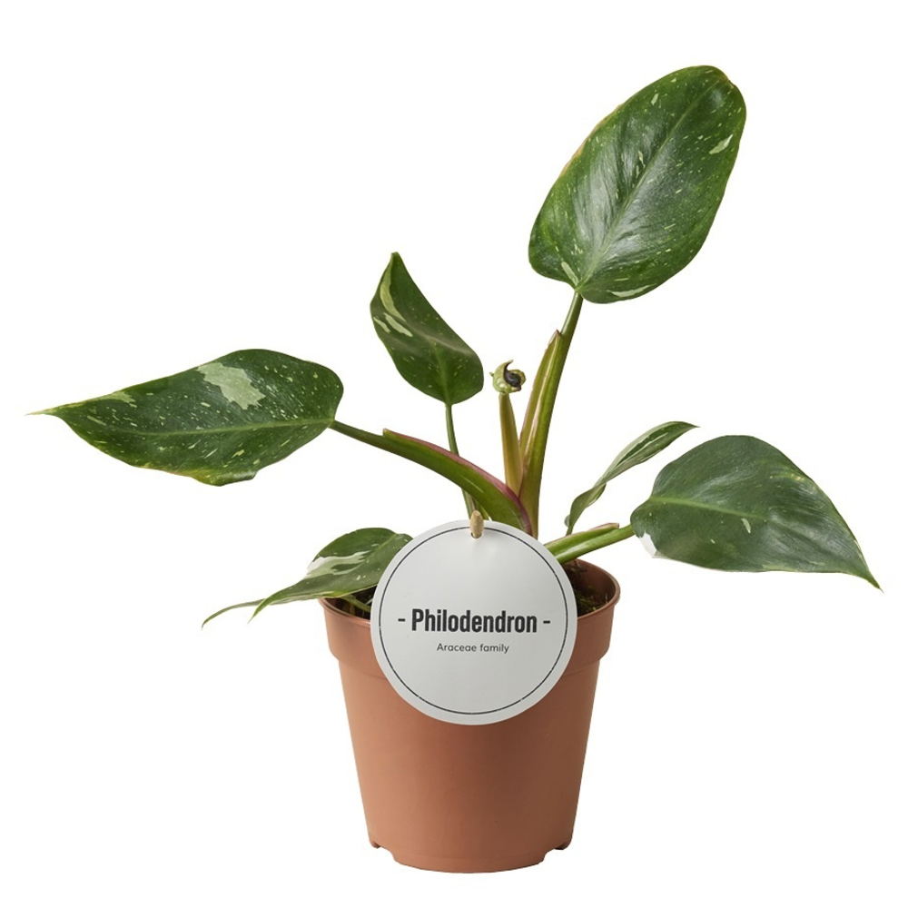 Philodendron White Princess B Grade.