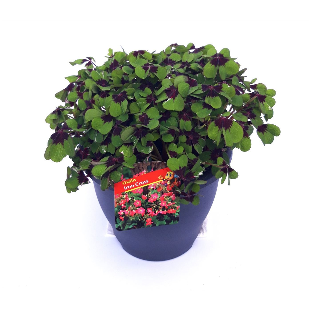 Oxalis tetraphylla Iron Cross.
