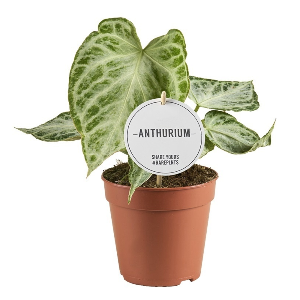 Anthurium Silver Blush Mint.