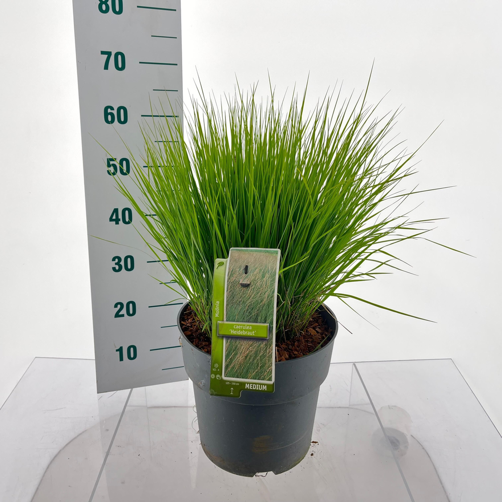 Molinia caerulea 'Heidebraut'.