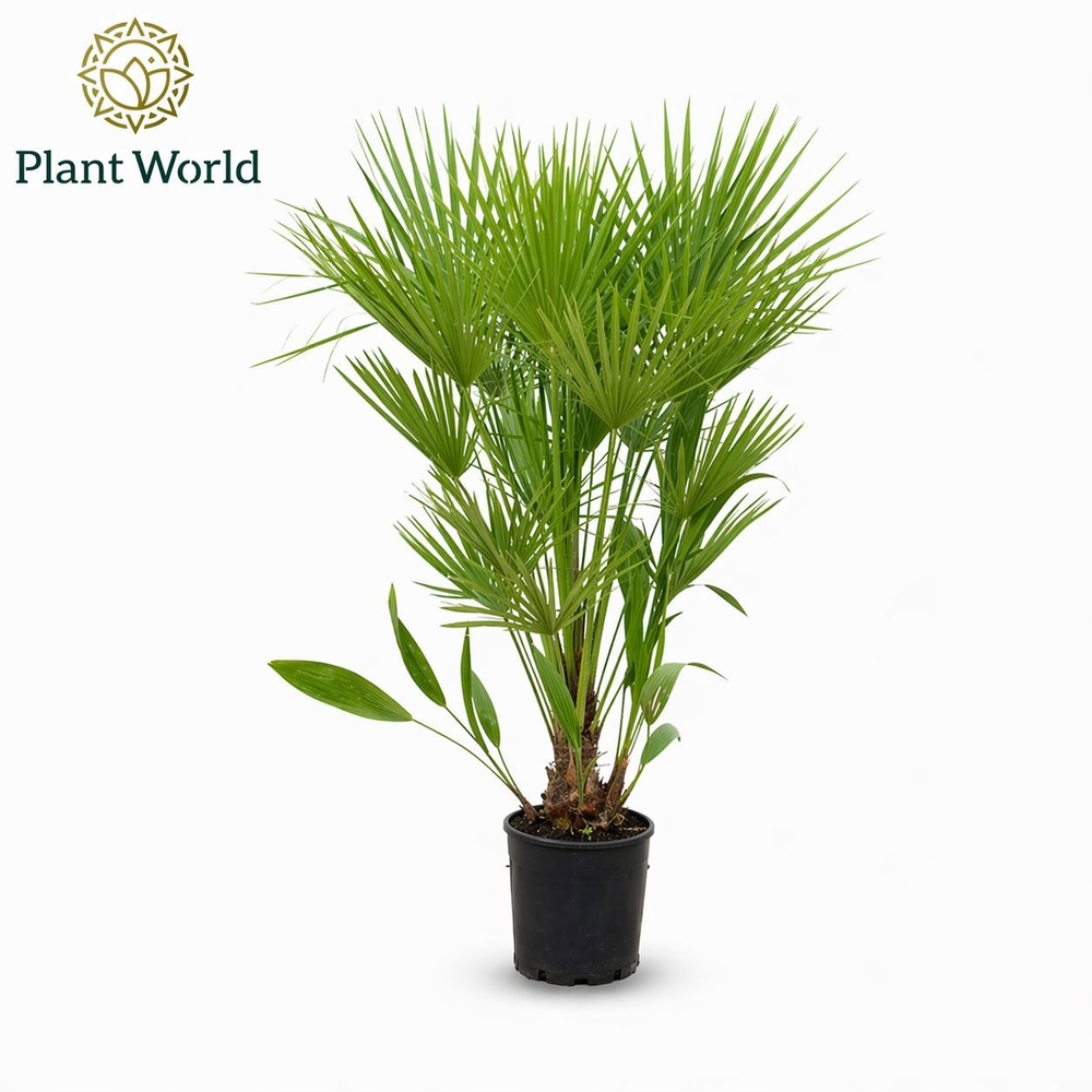Chamaerops humilis / Eagle palm p27 140cm.