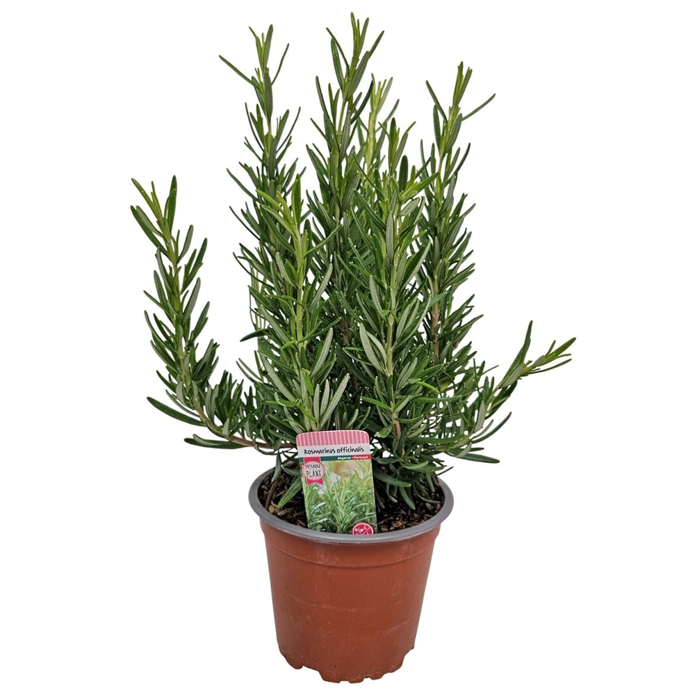 Rosmarinus Officinalis Bush - 1154.