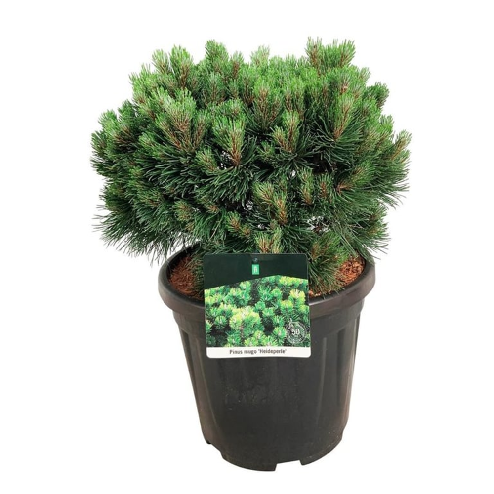 Pinus mugo 'Heideperle'.