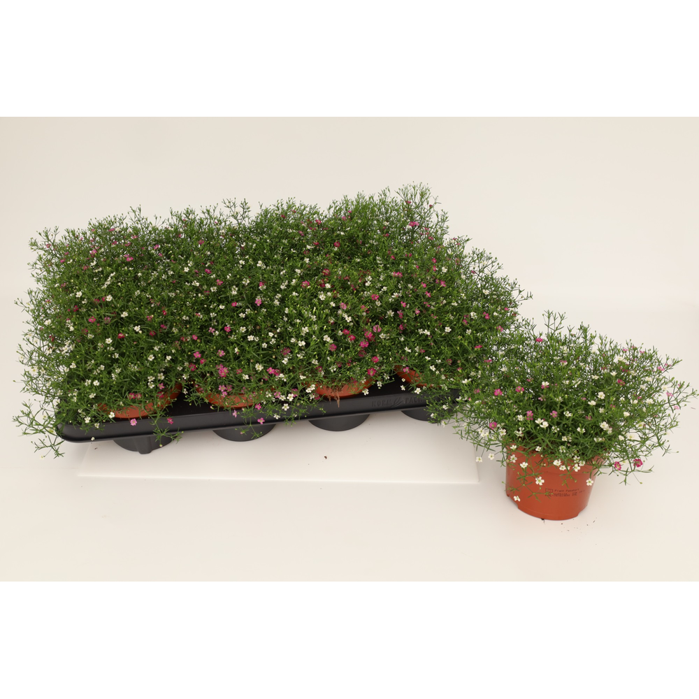 Gypshopila Muralis Duo.