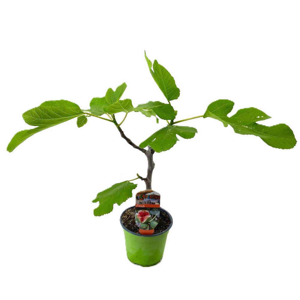 Ficus carica.