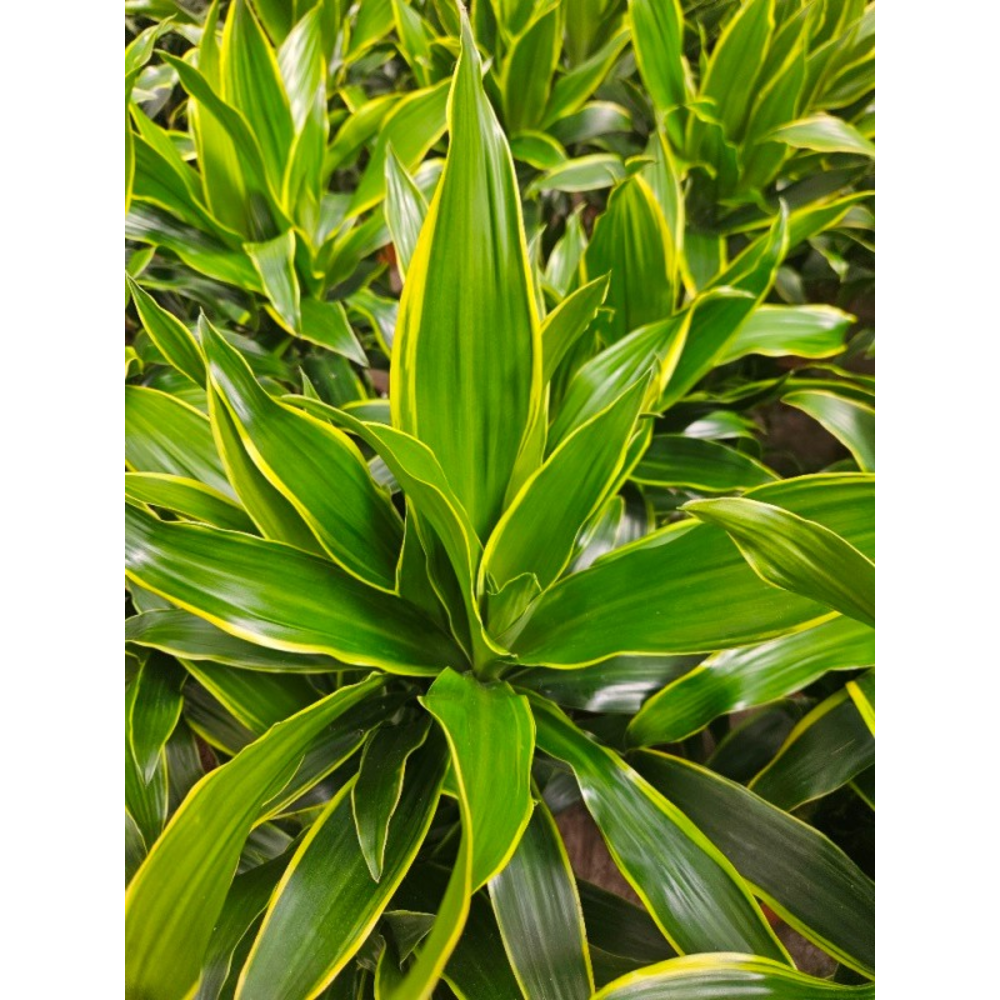 Dracaena Arturo.
