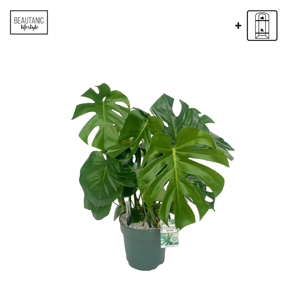 Monstera Deliciosa.