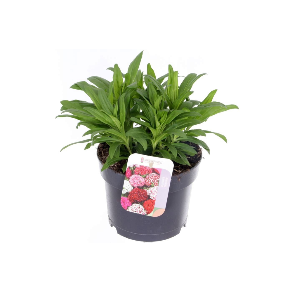 Dianthus barbatus Barbajoy.