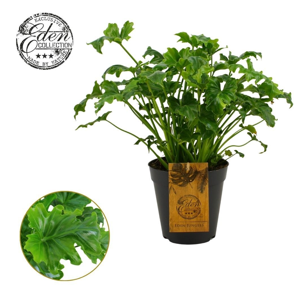 Philodendron Atlantis 15cm.