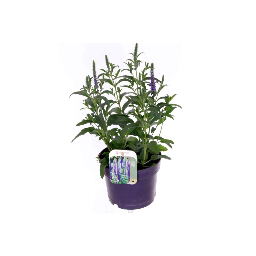 Veronica spicata Inspire Blue.