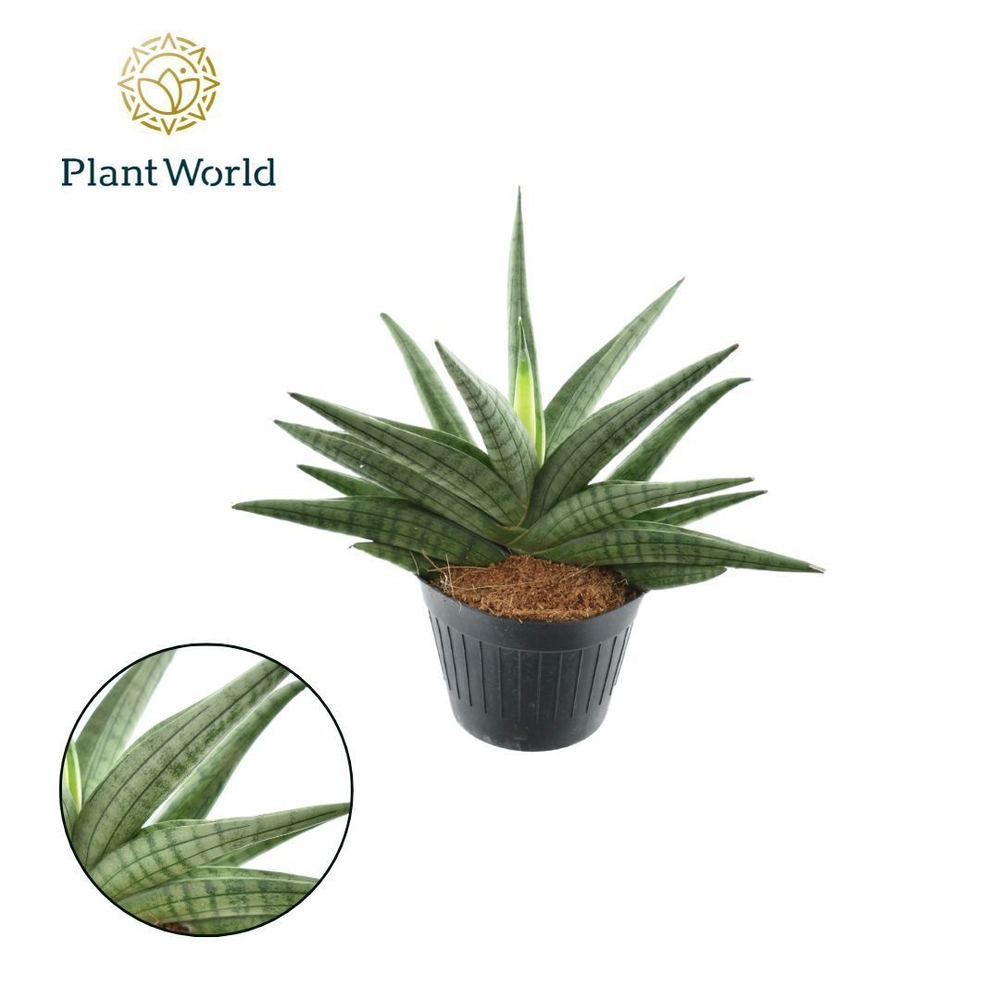 Sansevieria Helios gedraaid P10,5.