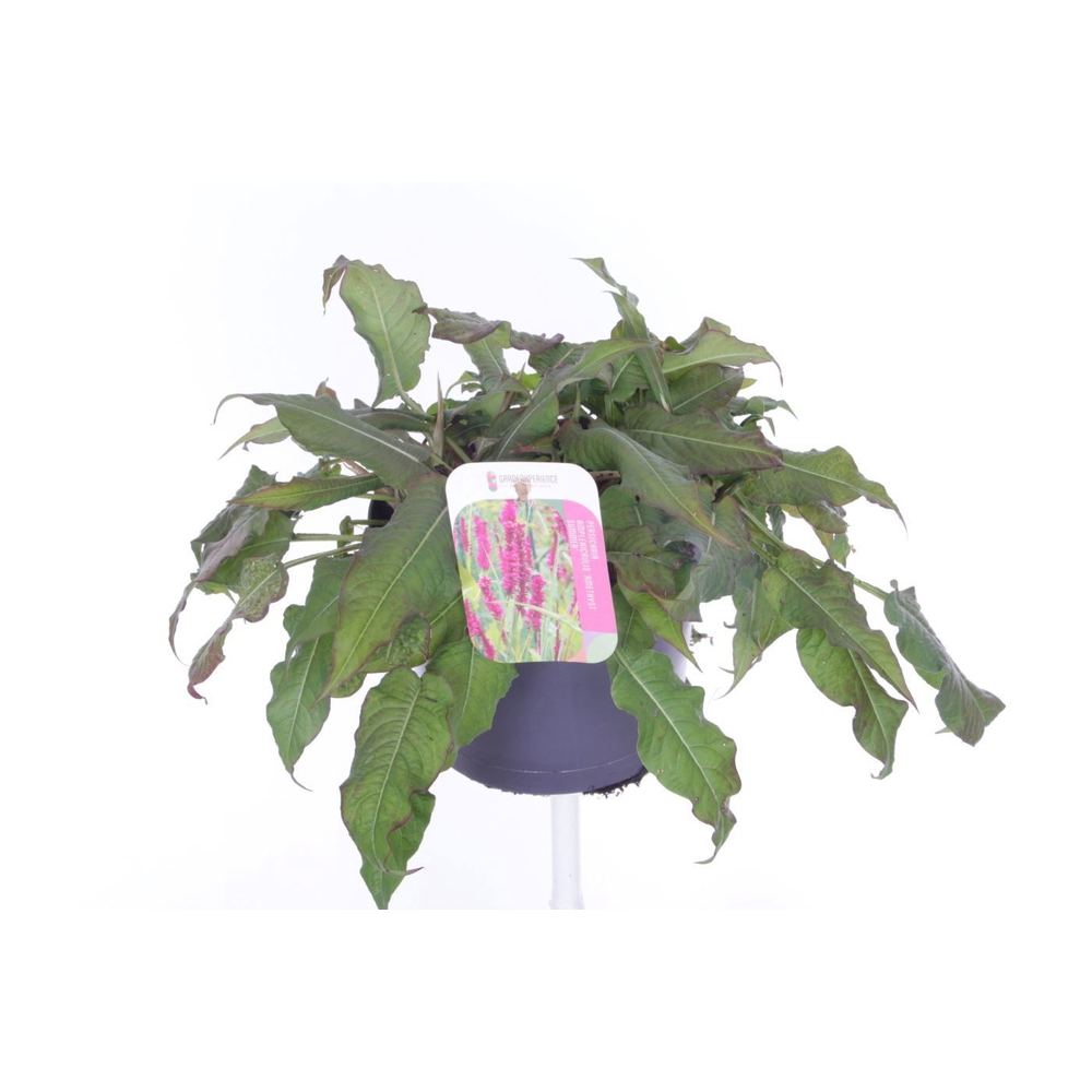 Persicaria amplexicaulis Amethyst Summer.