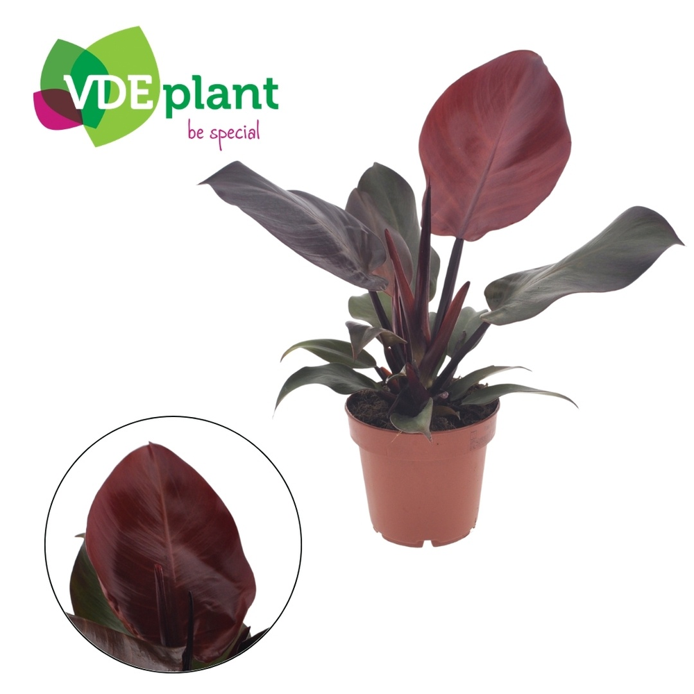 Philodendron Sunlight 12cm.