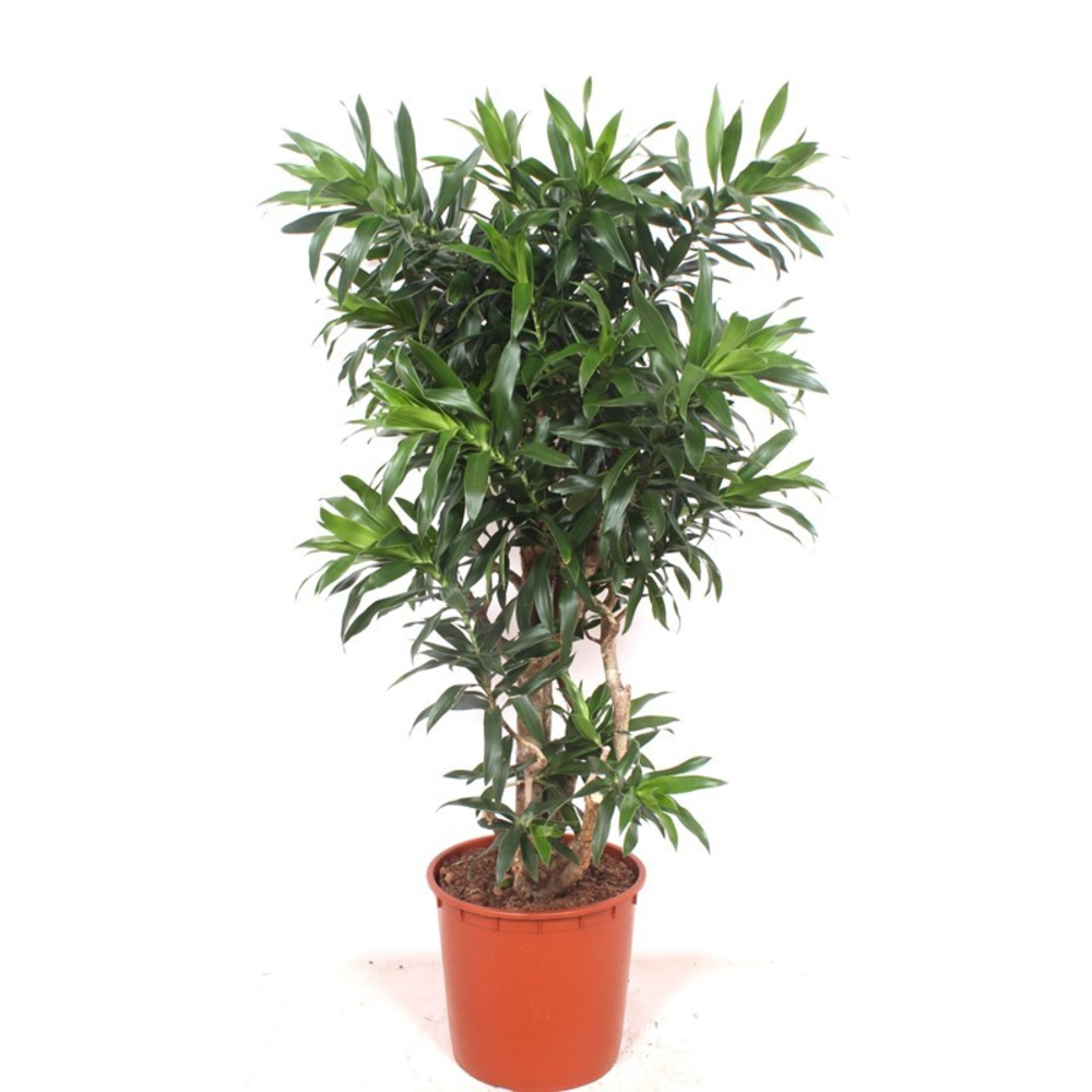 Dracaena Reflexa.