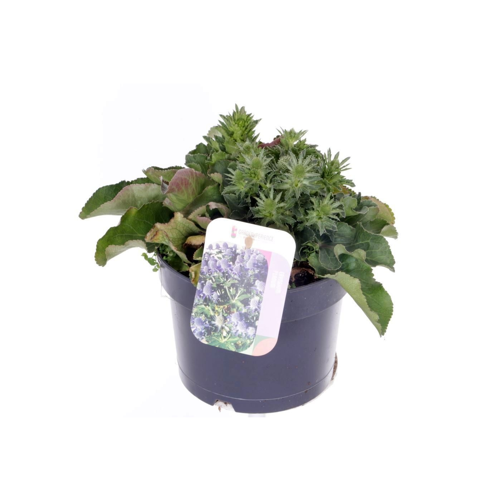Eryngium planum Blue Hobbit.