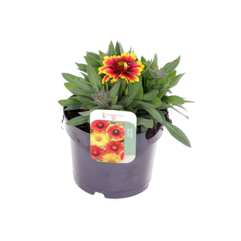 Gaillardia arist. Arizona Sun.