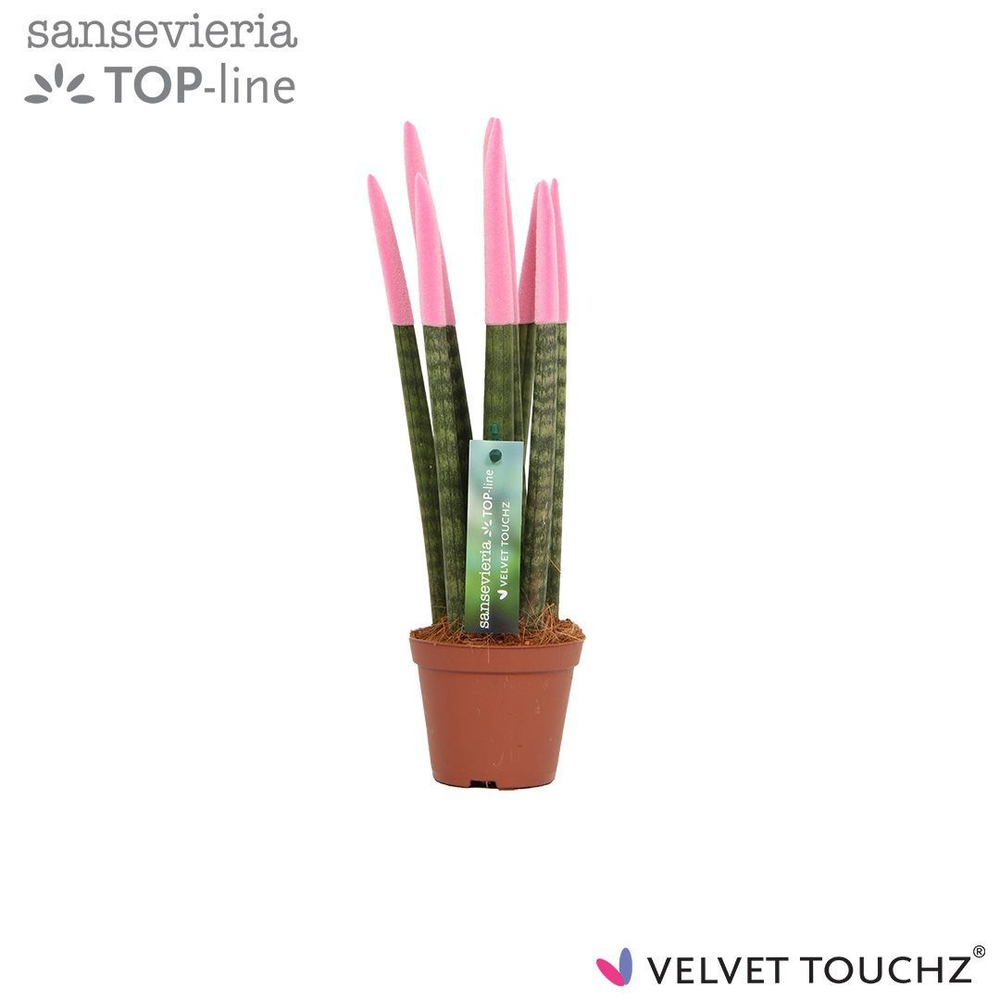 Sansevieria VELVET TOUCHZ® Pastel Roze.