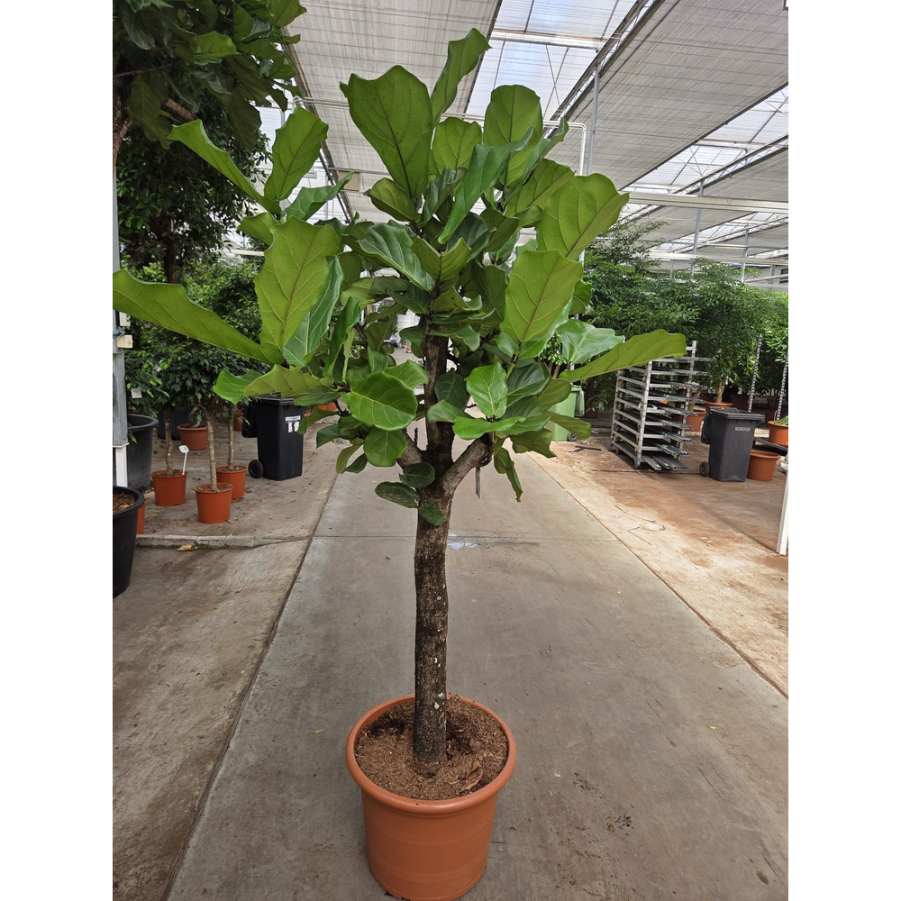 Ficus lyrata.