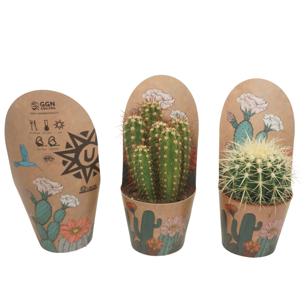 Cactus mix 12 cm in Ubink potcover.