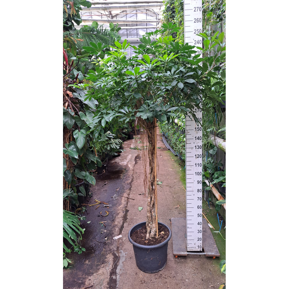 Schefflera Compacta gevlochten stam 240.