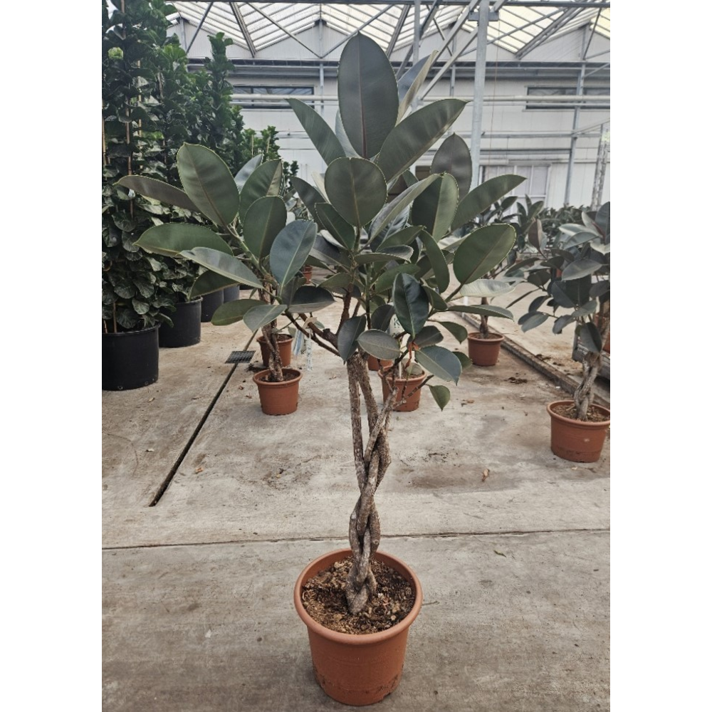 Ficus Burgundy.