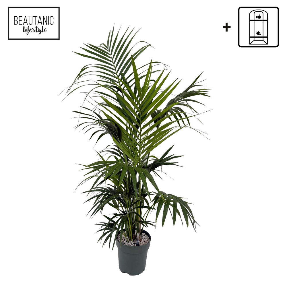 Howea Forsteriana.