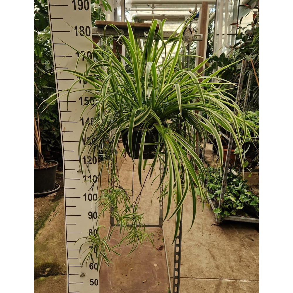Chlorophytum comosum 'Vittatum' hangplant.