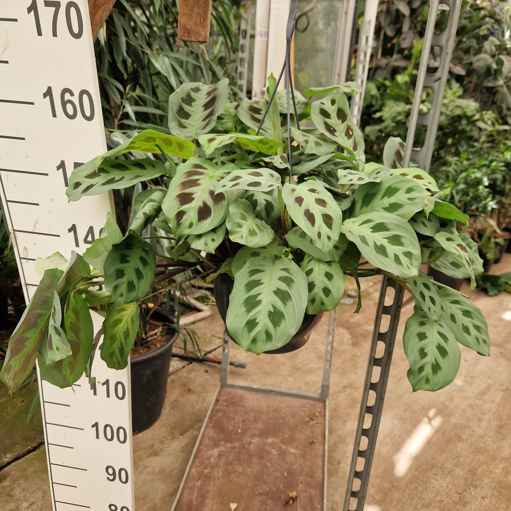 Maranta leuconeura Fantasy hangplant.