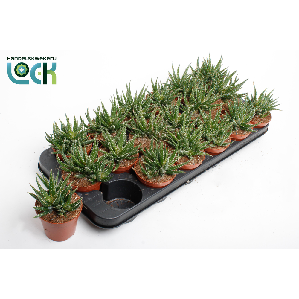Aloe Jaco.
