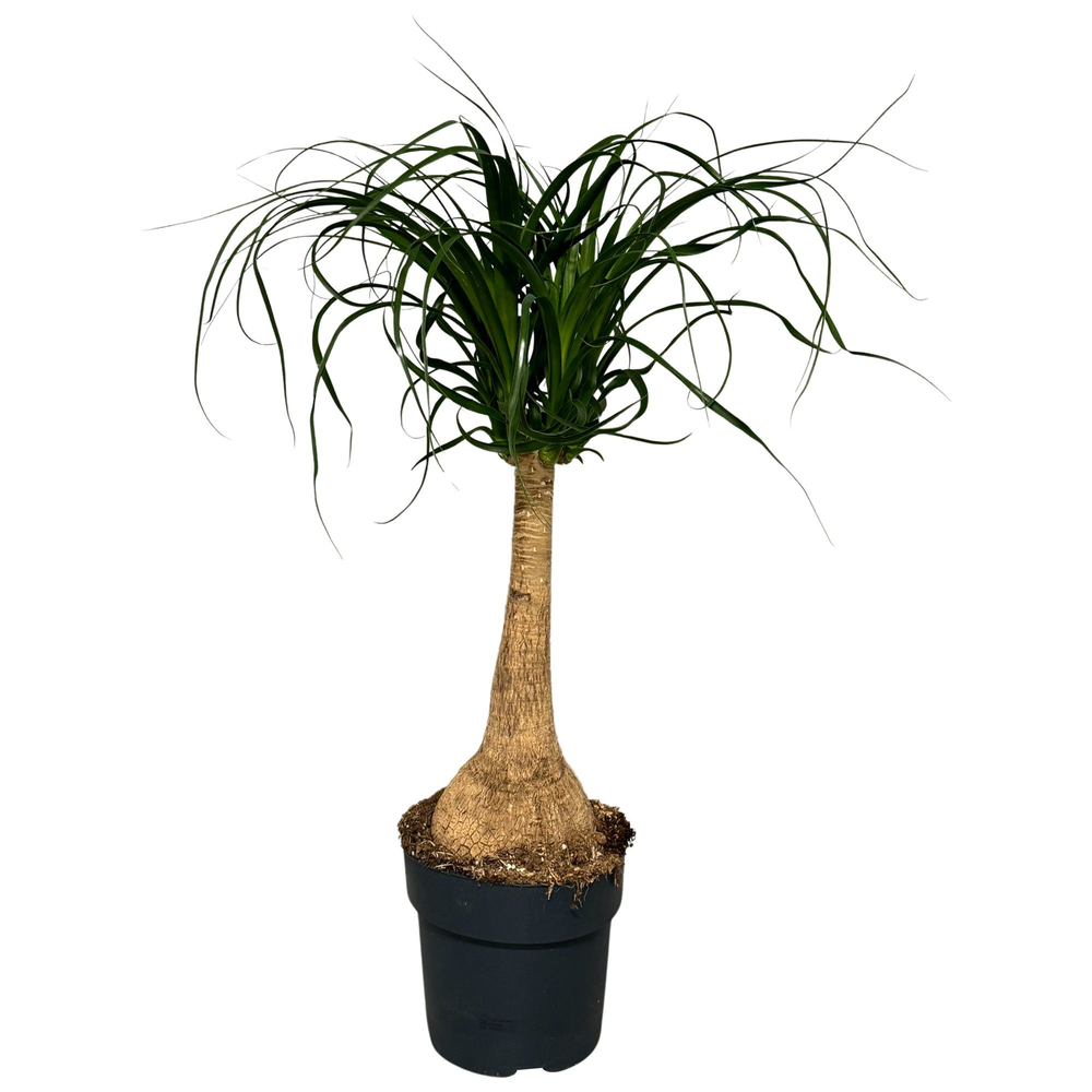 beaucarnea.
