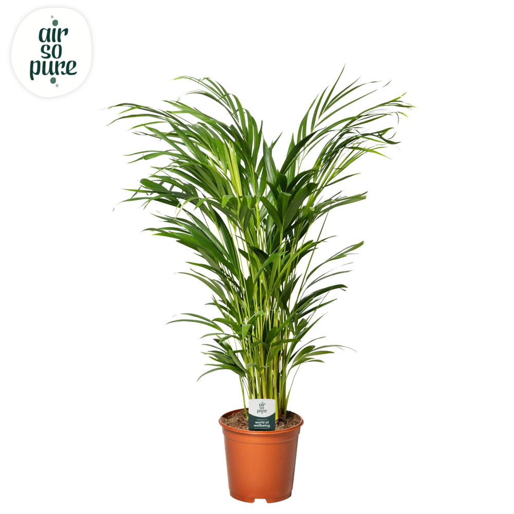 Dypsis Lutescens p21 (Areca) (Air so Pure).