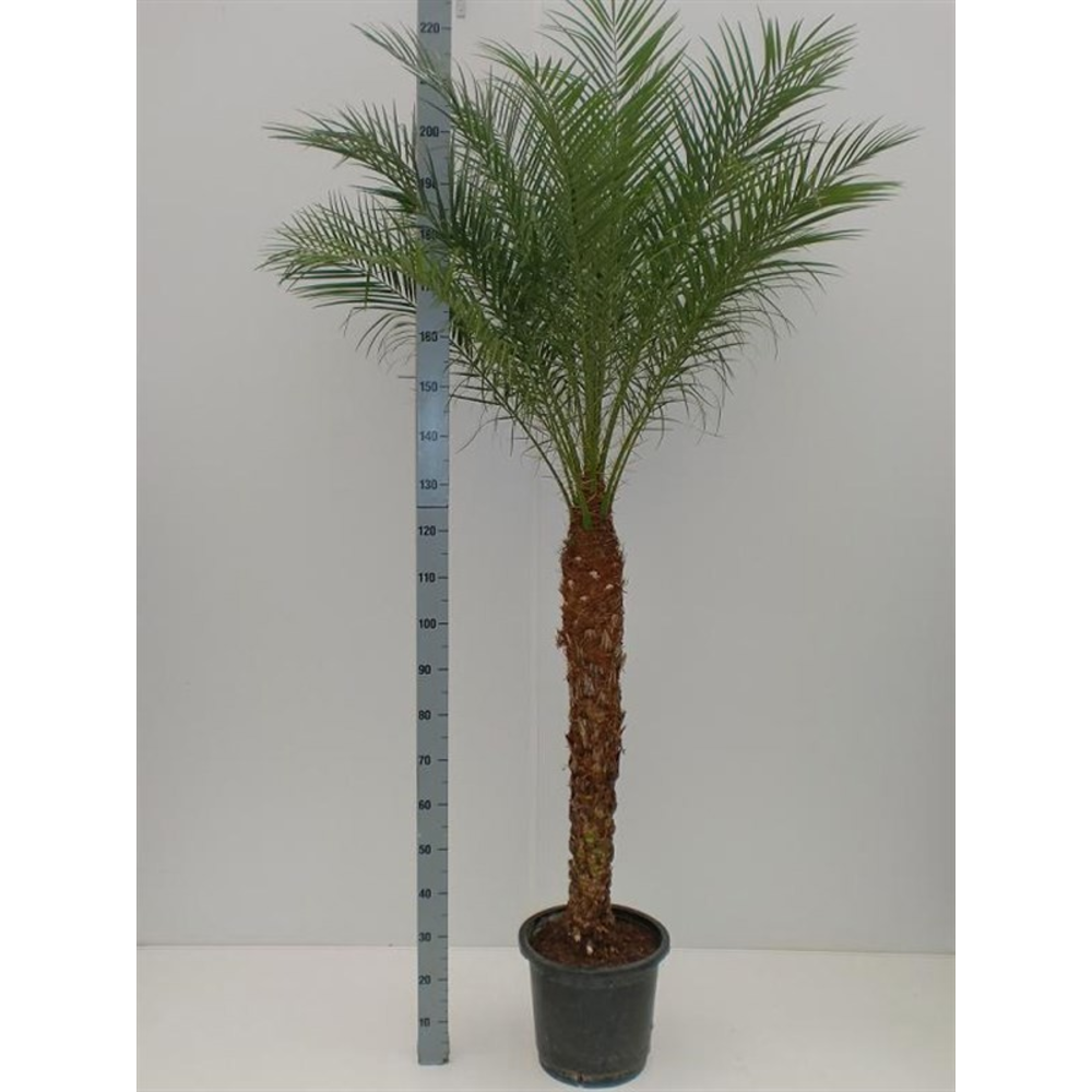 phoenix roebelenii hydro.