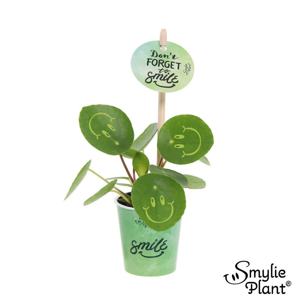 Pilea Smylie Plant® Ⓓ - Happy in papercup.