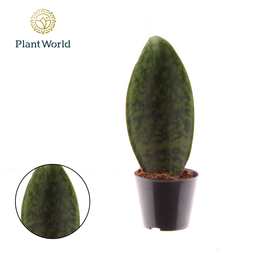 Sansevieria ‘Masoniana’ Whale Fin.