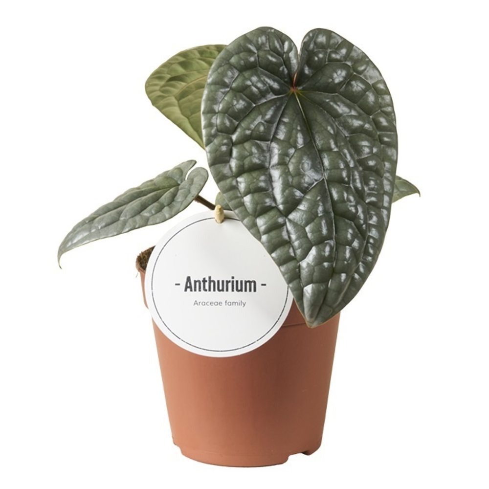 Anthurium Luxurians.