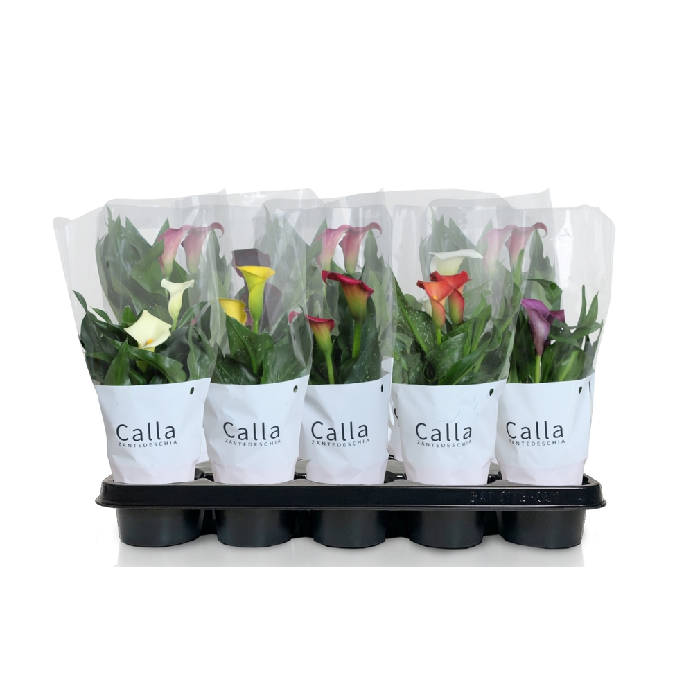 Zantedeschia gemengd Castlemix.