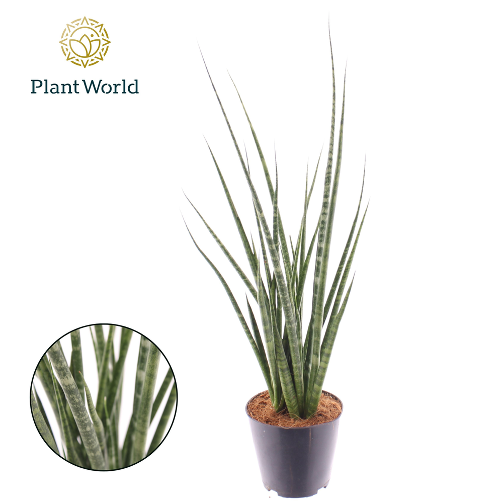 Sansevieria 'Digitorum'.