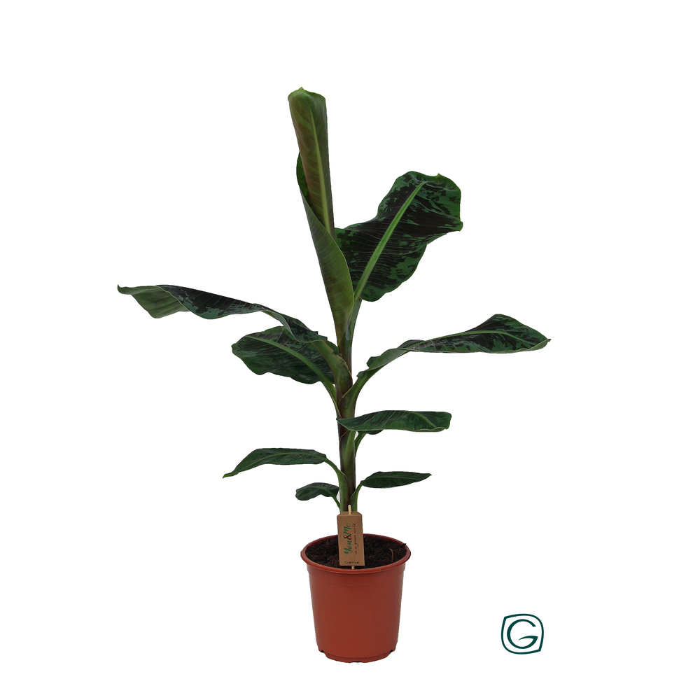 Musa dc XL P21.
