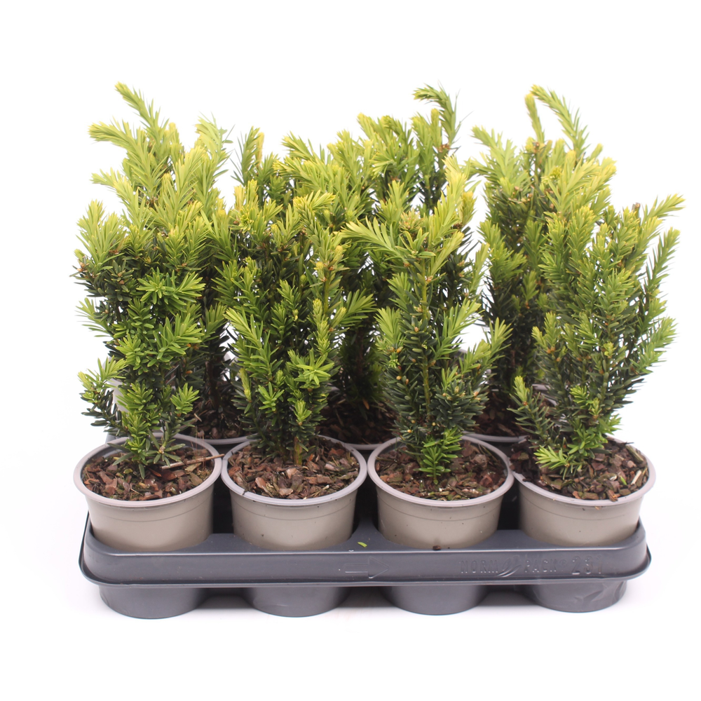 Taxus media 'Hillii'.