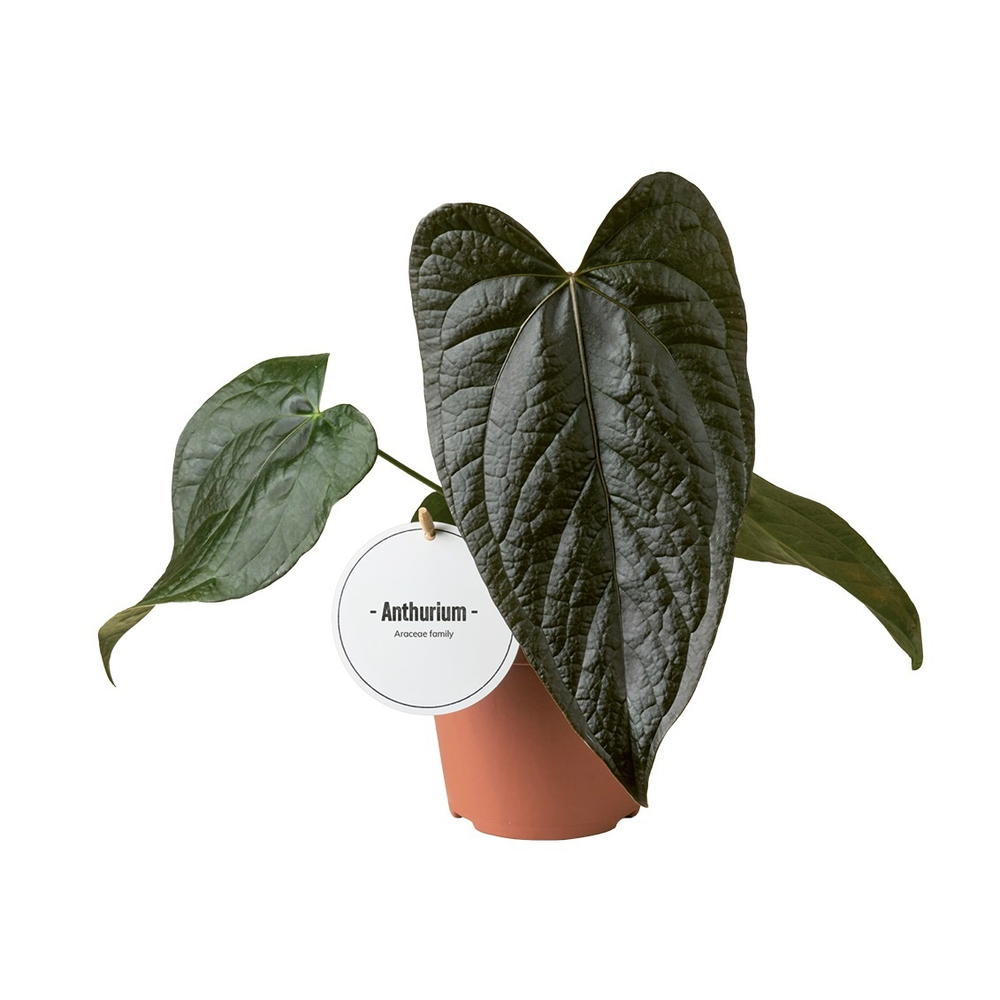 Anthurium Queen of Hearts.