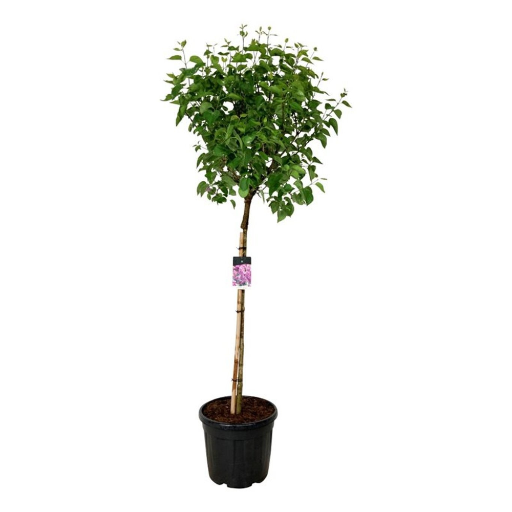 Syringa v. 'Sensation'.