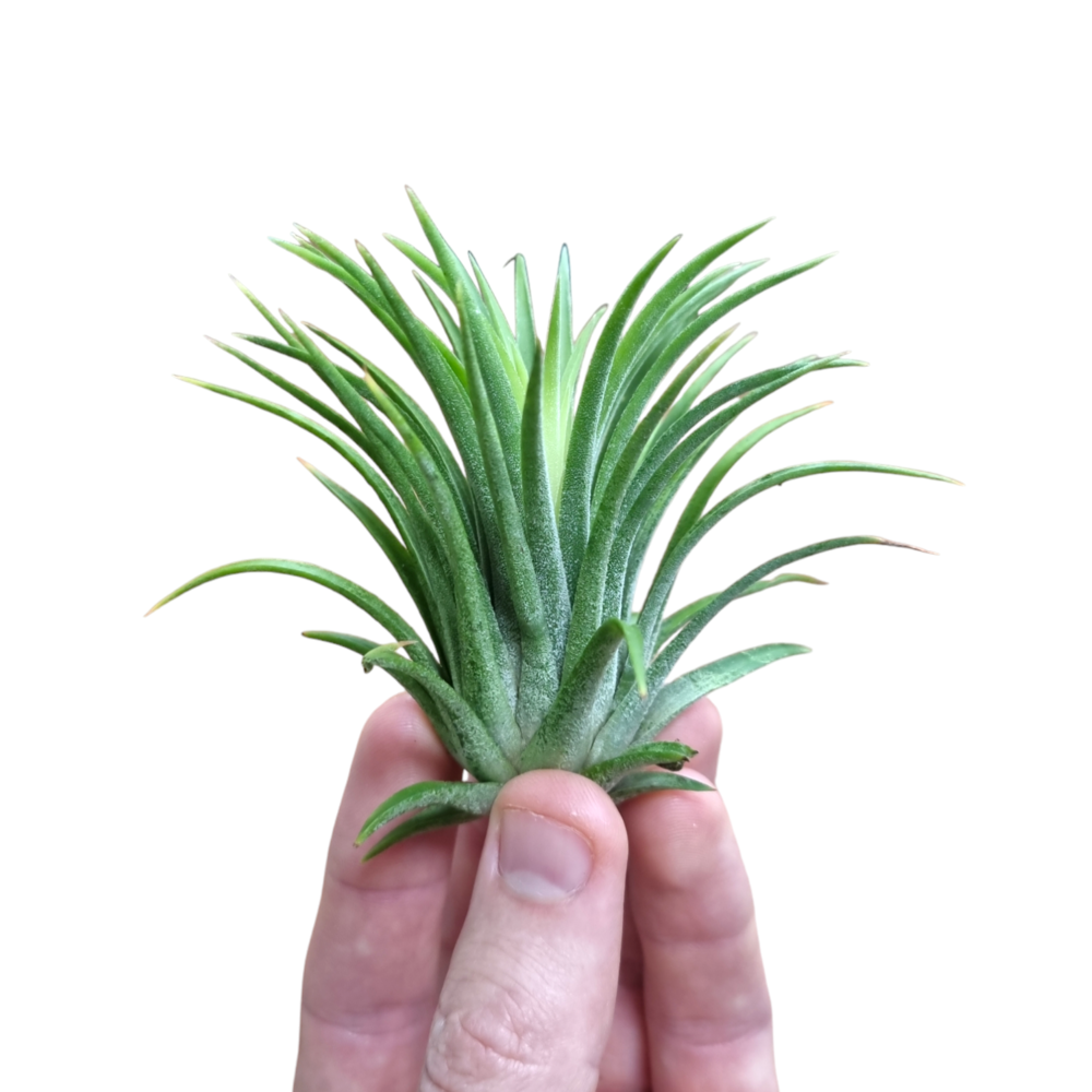 Tillandsia ionantha groen.