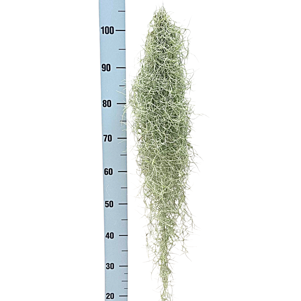 Tillandsia usneoides grey XL.