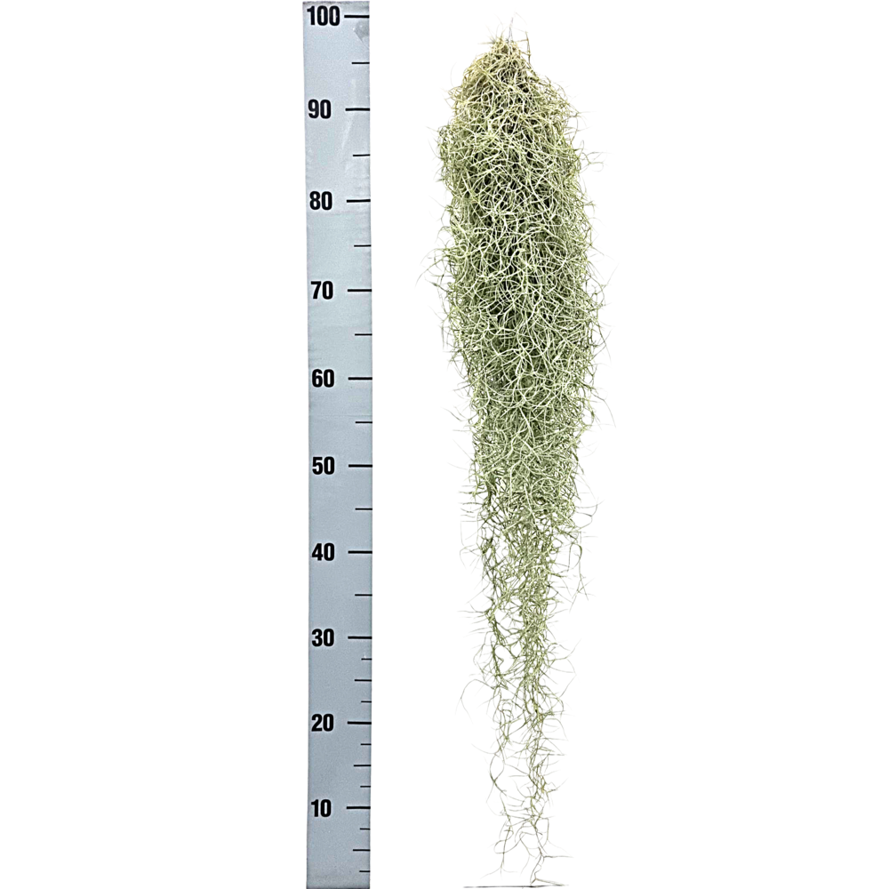 Tillandsia usneoides grey xxl.