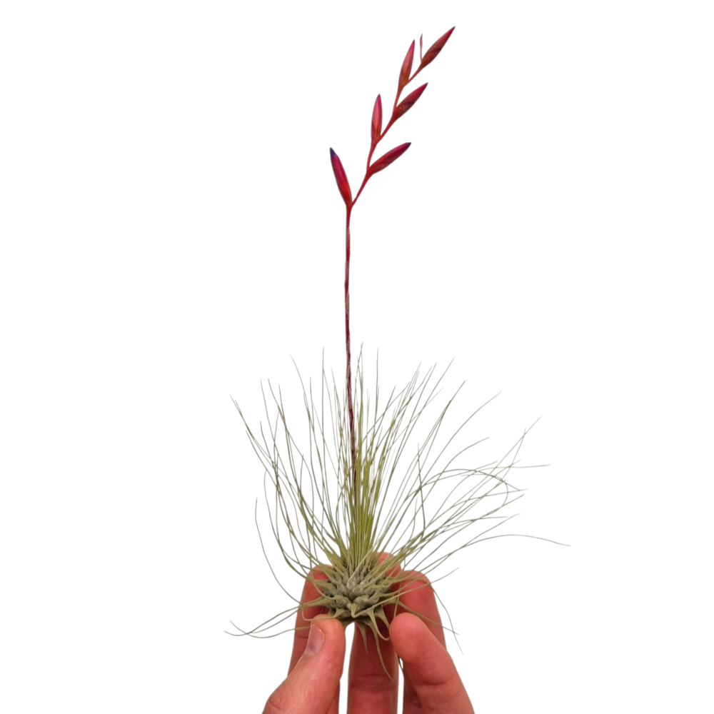 Tillandsia argentea.