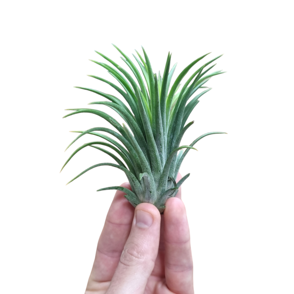 Tillandsia ionantha groen XL.